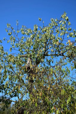 Kuruluk muzdarip bir ağaç.