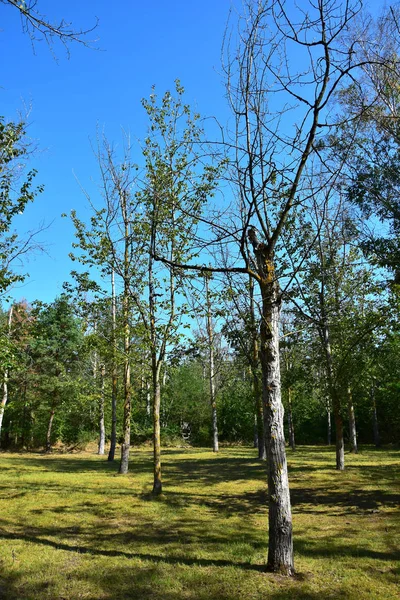 Kuruluk muzdarip ağaçlar. — Stok fotoğraf