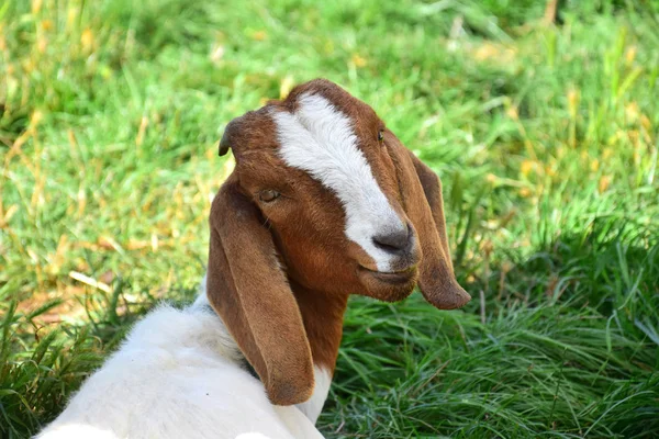 Retrato de una cabra boer marrón-blanca . —  Fotos de Stock