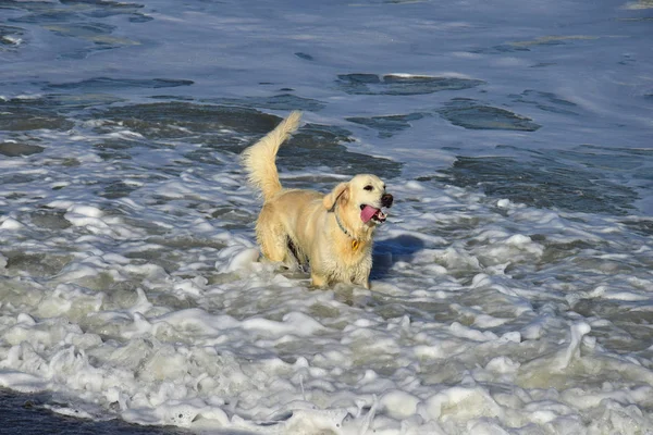 A golden retriever standing happily in the ocean.