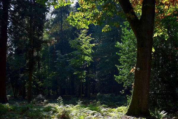 Una foresta in un giorno d'estate . — Foto Stock