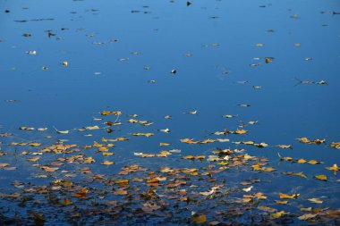 Güz yaprakları gölde.