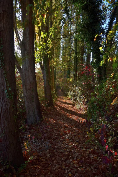 Bellissimo paesaggio autunnale: un sentiero in una foresta . — Foto Stock