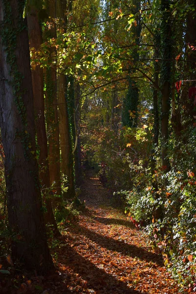 Bellissimo paesaggio autunnale: un sentiero in una foresta . — Foto Stock