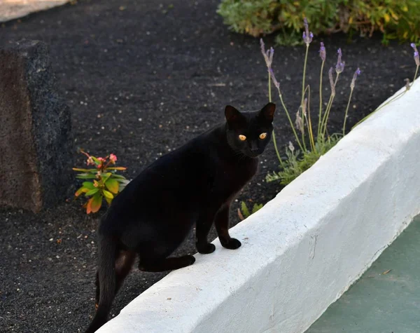 Un gato negro con ojos amarillos brillantes en una pared blanca . — Foto de Stock