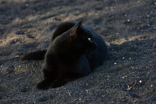 Чорний кіт з яскраво жовтими очима . — стокове фото
