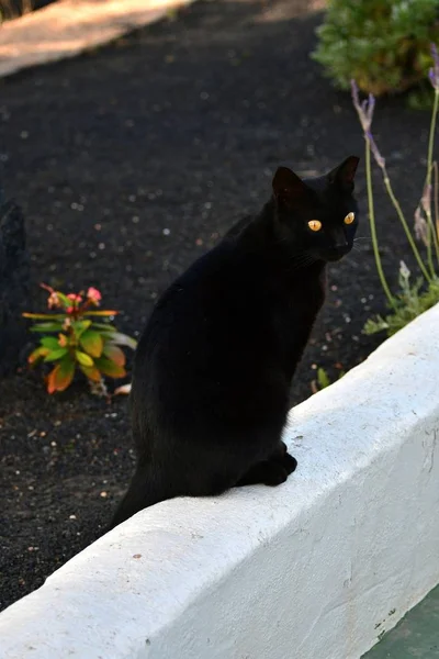 Um gato preto com olhos amarelos brilhantes em uma parede branca . — Fotografia de Stock