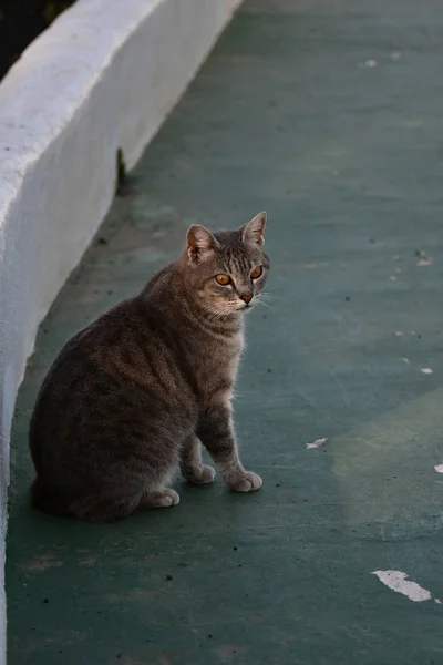 Um gato com olhos alaranjados ao lado de uma parede branca . — Fotografia de Stock