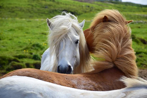 Två Islandshästar Trimmar Varandra Grå Och Kastanj Ute Fäladen — Stockfoto