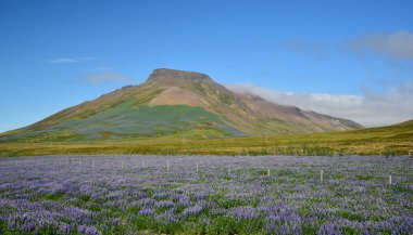 Spakonufell, İzlanda 'daki küçük Skagastrond kasabası yakınlarında dikkate değer bir dağ. Önünde bir lupin tarlası var. Yarımada Skagi.