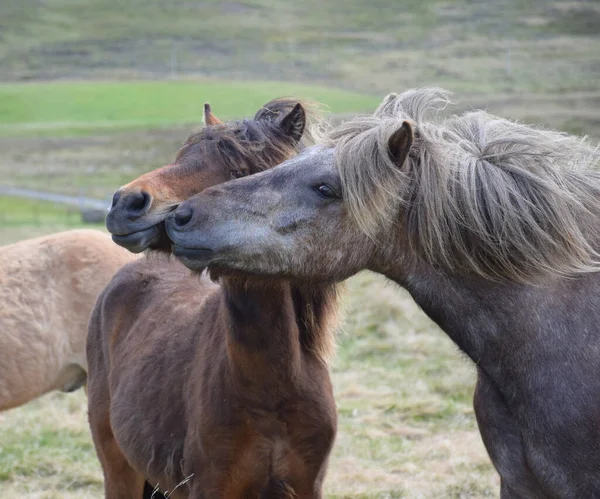 Två Islandshästar Som Retas Med Varandra Bay Och Äppelgrått Island — Stockfoto