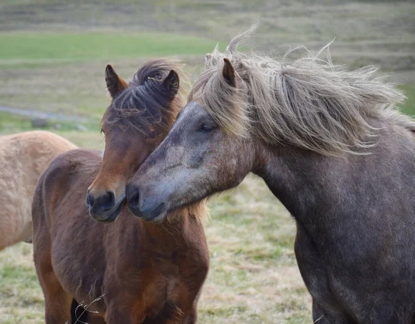 Vänner Två Islandshästar Kontakt Bukt Och Äpple Grå — Stockfoto