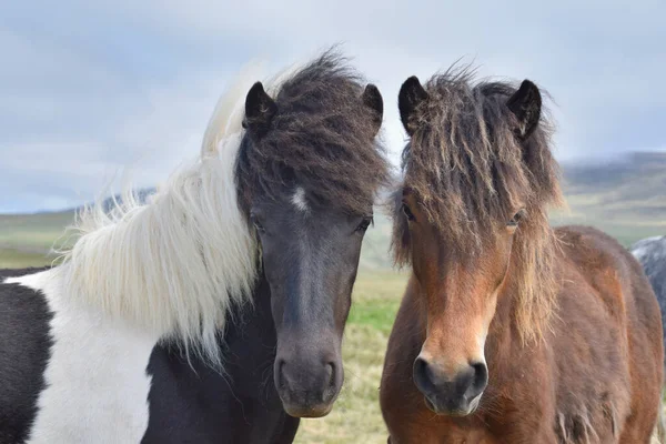 Retrato Dois Jovens Cavalos Islandeses Pinto Baía — Fotografia de Stock