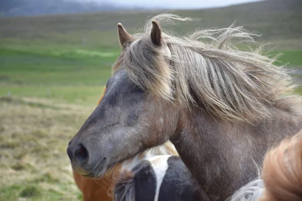 Porträtt Islandshäst Hjord Äppelgrått Andra Hästar Och Landskap Bakgrunden — Stockfoto