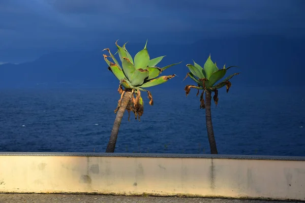 Two lion's tails (Agave attenuata) in the evening sun against a dramatic dark blue sky. Madeira, Portugal.