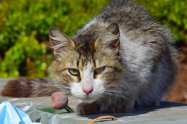 Tunn Herrelös Katt Som Sitter Soptunna Madeira Portugal — Stockfoto