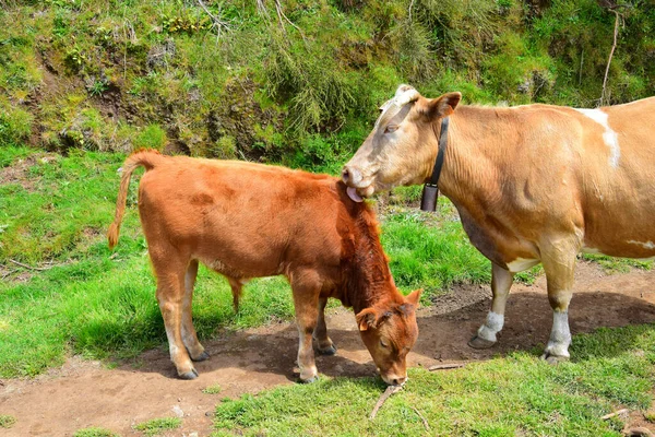 Una Vaca Piebalda Marrón Con Cuernos Cencerro Lamiendo Ternero Marrón —  Fotos de Stock