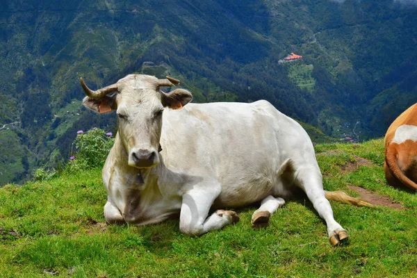 Una Vaca Color Crema Con Cuernos Llevando Cencerro Acostada Hierba —  Fotos de Stock