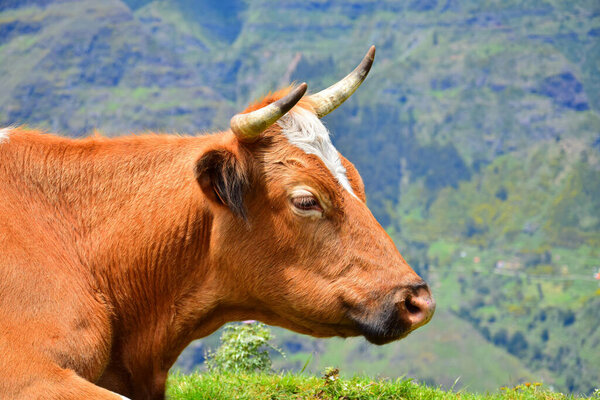 Portrait of a brown cow with horns and a white marking. Landscape in the background. Madeira, Portugal.