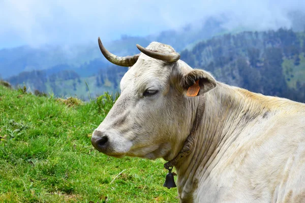 Retrato Una Vaca Color Crema Con Cuernos Con Cencerro Paisaje —  Fotos de Stock
