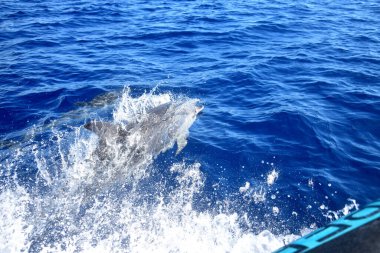 Atlantik Okyanusu 'nda tekneye yakın bir yerde tekneyle yarışan sıradan bir yunus (Delphinus delphis). Portekiz, Madeira 'da balina izliyor..