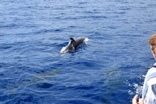 A common dolphin (Delphinus delphis) in the atlantic ocean close to the boat. Two dolphins under water. A person on the right. Whale watching at Madeira, Portugal.