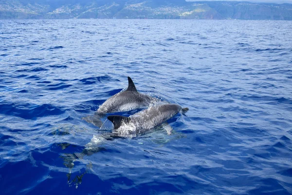 Två Vanliga Delfiner Delphinus Delphis Atlanten Valskådning Madeira Portugal Med Stockbild