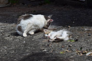 Yerde yatıp oyun oynayan sevimli bir kedi yavrusu. Annesi kenarda oturmuş kendini tımar ediyor. Madeira, Portekiz.