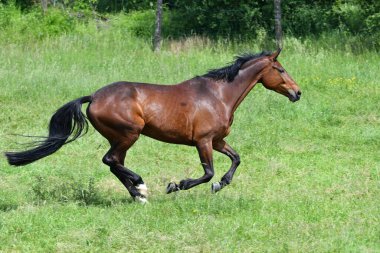 Güzel bir körfez sıcacık kısrağı yeşil bir çayırda dört nala koşuyor..