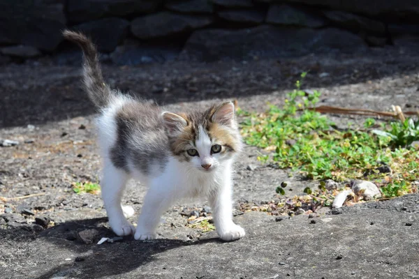 Roztomilé Koťátko Které Opatrně Zvědavě Přibližuje Madeira Portugalsko — Stock fotografie