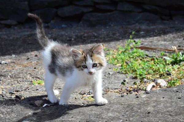 Söt Liten Kattunge Närmar Sig Försiktigt Och Märkligt Madeira Portugal — Stockfoto