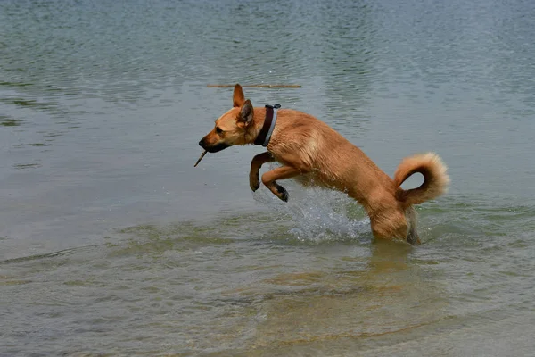 Brown Mixed Breed Dog Stick Its Mouth Playing Happily Lake — Stock Photo, Image