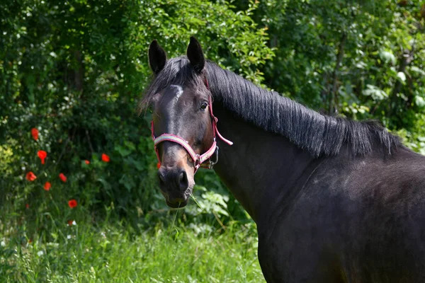 Ritratto Bellissimo Cavallo Alloro Caldo Natura Alcuni Fiori Papavero Rosso — Foto Stock