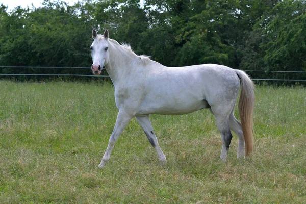 Vacker Grå Varmblodshäst Går Äng Tittar Till Fotografen — Stockfoto