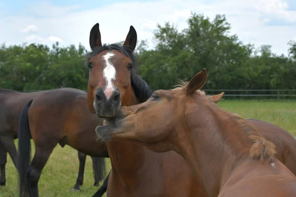 Two Warmblood Horses Playing Together Chestnut Horse Trying Bite Bay — Stock Photo, Image