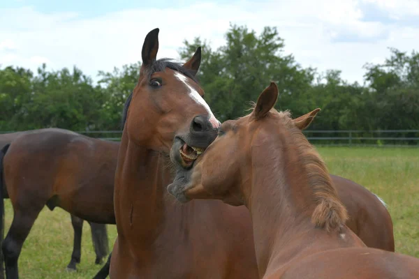 Two Warmblood Horses Playing Together Bay Horse Biting Chestnut Playfully — Stock Photo, Image