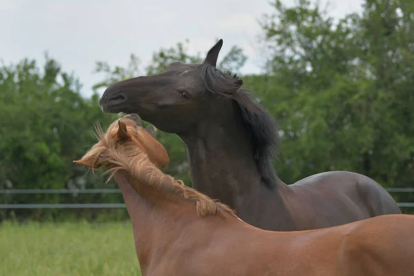 Two Warmblood Horses Playing Together Chestnut Horse Biting Bay Playfully — Stock Photo, Image