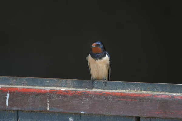 Une Hirondelle Rustique Hirundo Rustica Assise Sur Porte Une Écurie — Photo