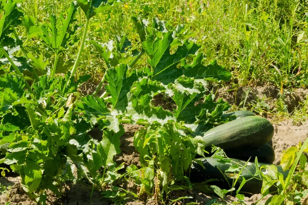 Green zucchini plants. Pumpkins. Autumn harvest. Garden. Ripe vegetables lying on the ground. Bush growing plants with a stem and green leaves. Ingredient. Recipes. Vegetable seeds