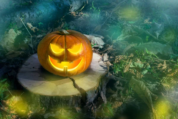 Halloween pumpkin on the ground at night in a mystical forest. Halloween background. Sinister eyes of pumpkins. Halloween party.Autumn festival. Magic. postcard. The inscription on the tree log