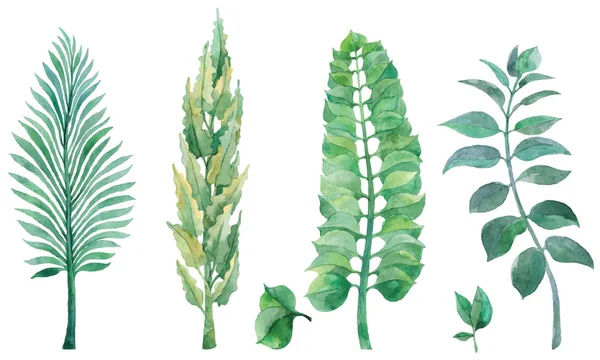 Yeşil yaprakları ile suluboya el boyalı seti