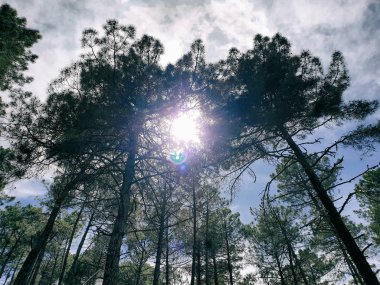 luz solar entrando entre las copas de los arboles con cielo cubierto d nubes de fondo