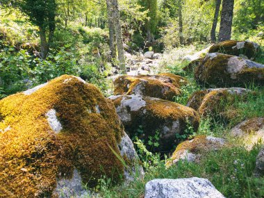 Conjunto de rocas cubiertas de musgos junto al rio
