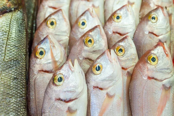 Vários Peixes Frescos Frutos Mar Mercado Peixe — Fotografia de Stock