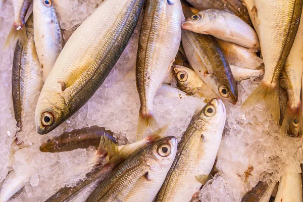 Vários Peixes Frescos Frutos Mar Mercado Peixe — Fotografia de Stock