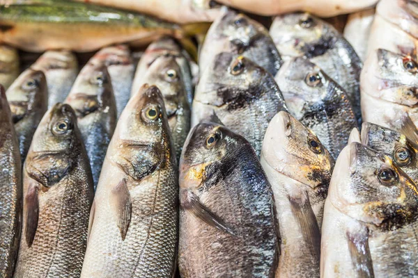 Vários Peixes Frescos Frutos Mar Mercado Peixe — Fotografia de Stock