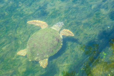 Akdeniz'de büyük deniz kaplumbağası