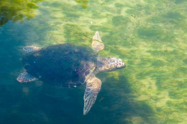 Akdeniz'de büyük deniz kaplumbağası