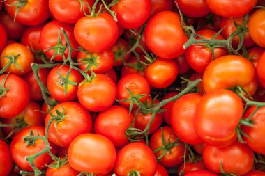 Türkiye pazarına çiftlikte taze olgun domates