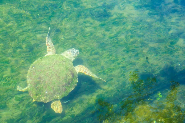 Große Meeresschildkröte Mittelmeer — Stockfoto